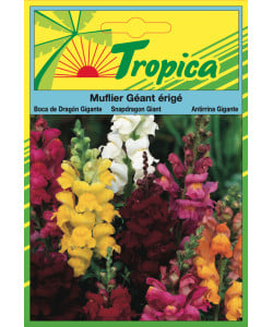 Snapdragon Antirrhinum Seeds By Tropica - Vibrant Spikes of Colour